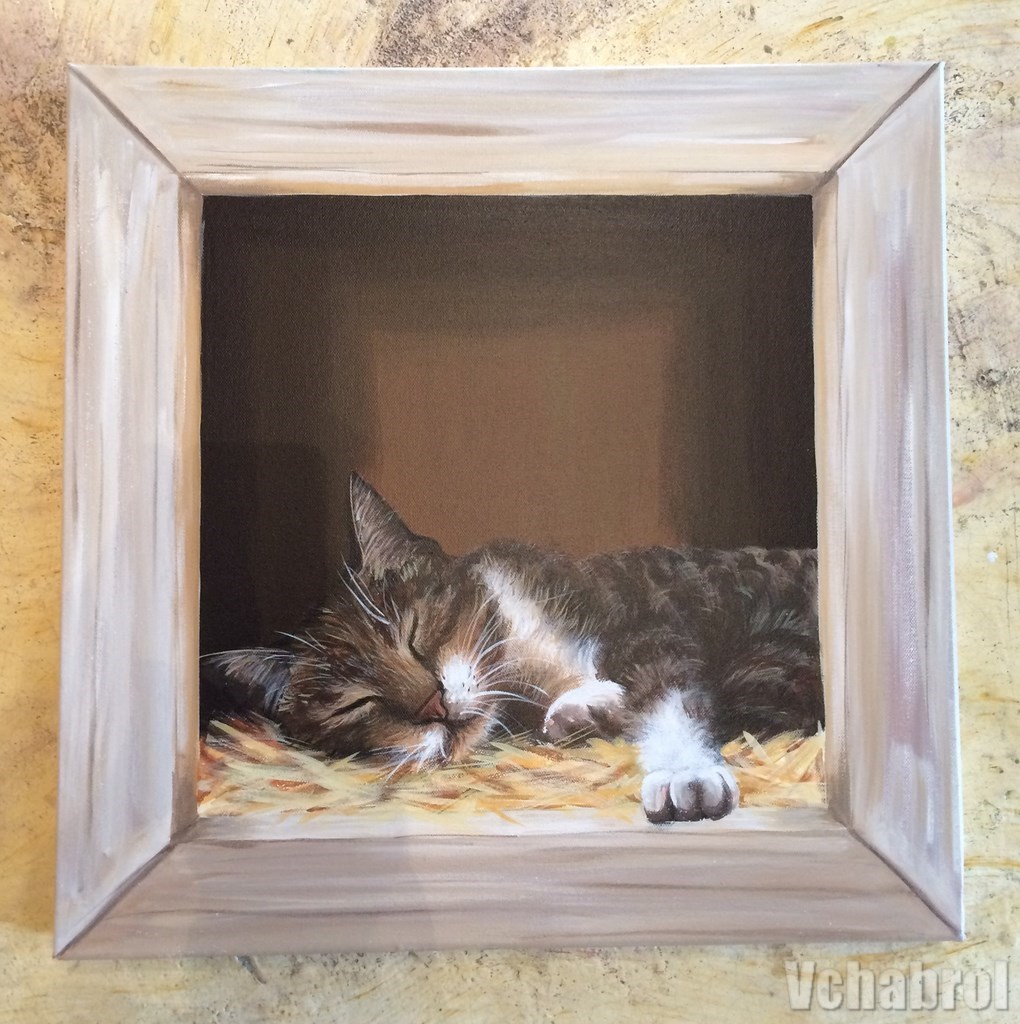 chat qui dort