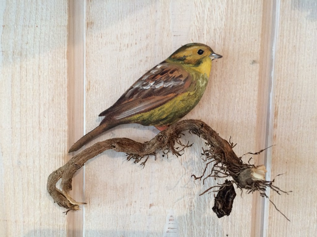 bruant jaune