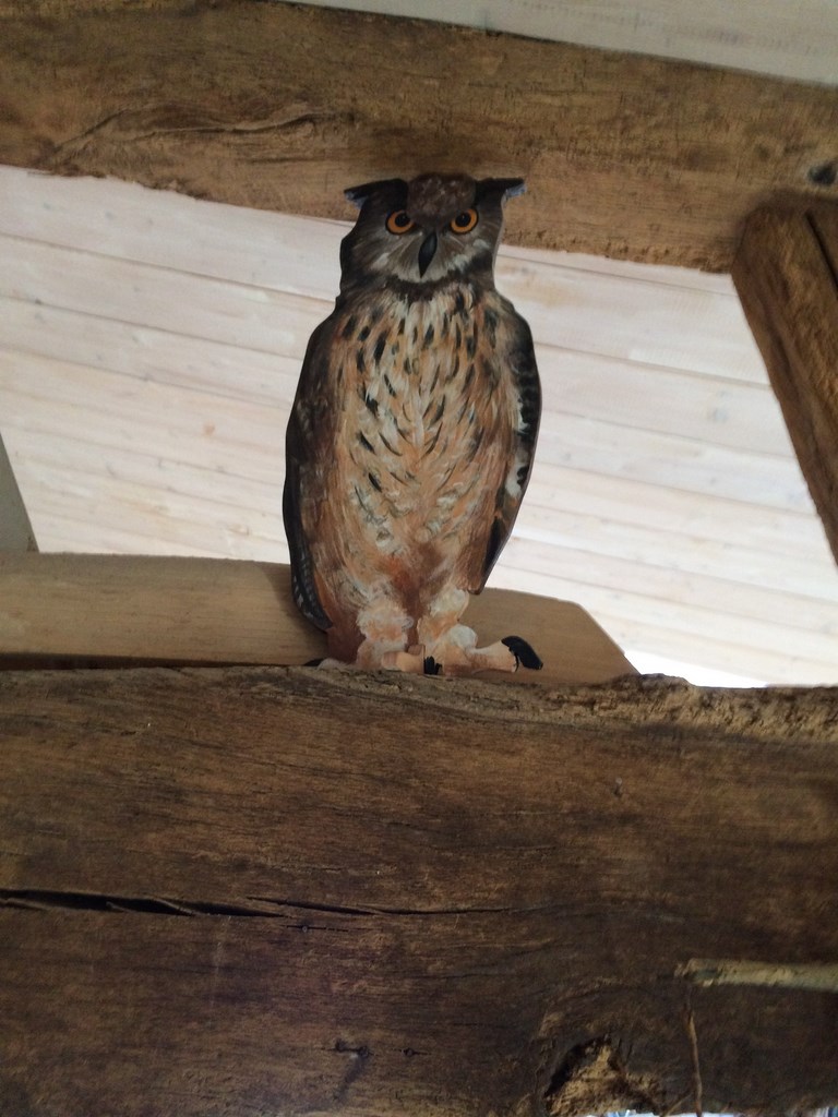 Hibou grand duc