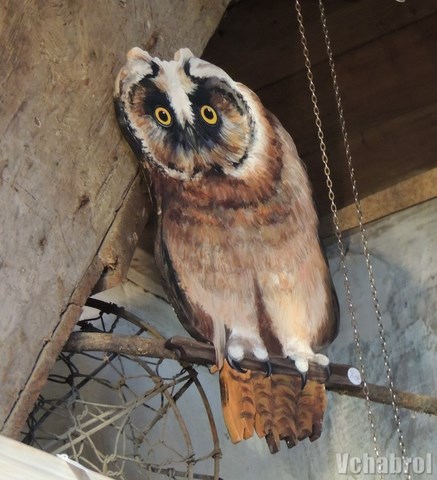 hibou moyen duc