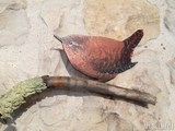troglodyte